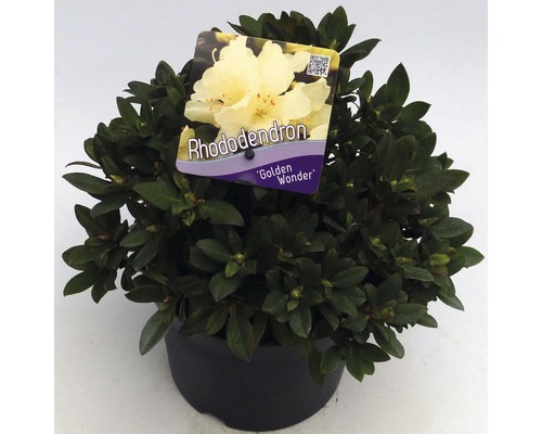 FLORASELF® Dwergrhododendron Rhododendron 'Golden Wonder' potmaat Ø17 cm