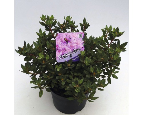 FLORASELF® Dwergrhododendron Rhododendron 'Ramapo' potmaat Ø17 cm