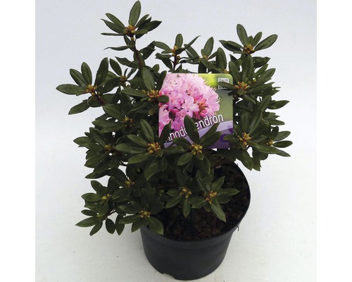 FLORASELF® Dwergrhododendron Rhododendron 'Pintail' potmaat Ø17 cm