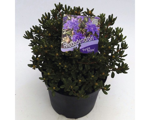FLORASELF® Dwergrhododendron Rhododendron 'Purple Pillow' potmaat Ø17 cm