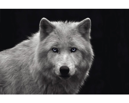 REINDERS Poster White wolf 61x91,5 cm
