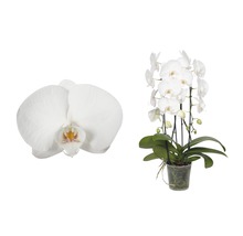 FLORASELF Vlinderorchidee Phalaenopsis Hybride potmaat Ø 12 cm H 55-70 cm-thumb-0