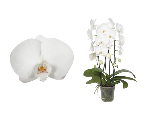 FLORASELF Vlinderorchidee Phalaenopsis Hybride potmaat Ø 12 cm H 55-70 cm-0