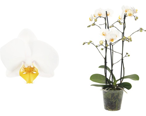 FLORASELF Vlinderorchidee Phalaenopsis Hybride 3 takken potmaat Ø 12 cm H 45-55 cm