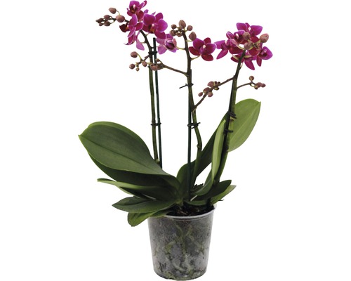 FLORASELF Vlinderorchidee Phalaenopsis Hybride 3 takken potmaat Ø 12 cm H 45-55 cm