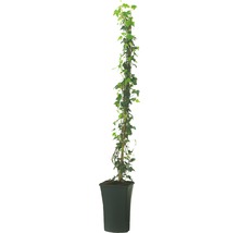 FLORASELF Klimplant hedera hibernica-thumb-1