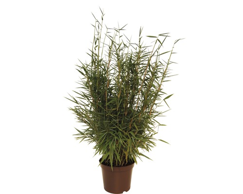 FLORASELF® Bamboe "Fargesia Jumbo" hoogte ca. 40-60 cm