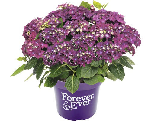 FOREVER&EVER® Boerenhortensia Purple potmaat Ø 23 cm paars