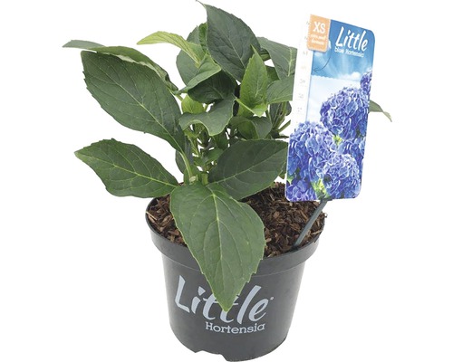 FLORASELF® Boerenhortensia Hydrangea Macrophylla 'Little Blue' potmaat Ø 17 cm blauw