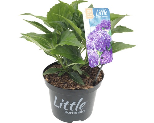 FLORASELF® Boerenhortensia Hydrangea Macrophylla 'Little Purple' potmaat Ø 17 cm paars