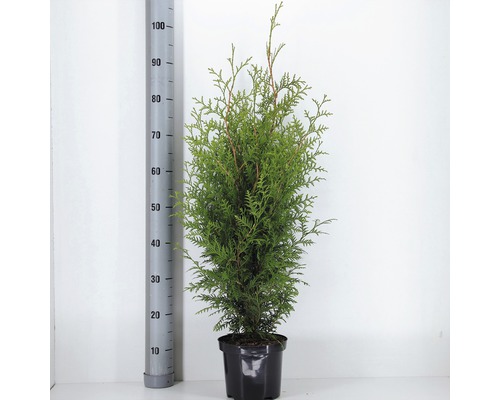 FLORASELF® Westerse Levensboom Thuja Occidentalis 'Brabant' potmaat Ø 19 cm