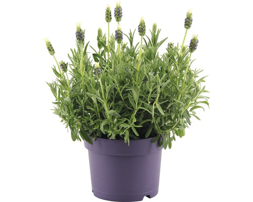 FLORASELF Franse lavendel Lavandula stoechas 'Anouk' potmaat Ø 20.0 cm H 20-40 cm