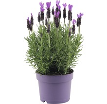 FLORASELF Franse lavendel Lavandula stoechas 'Anouk' potmaat Ø 20.0 cm H 20-40 cm-thumb-0