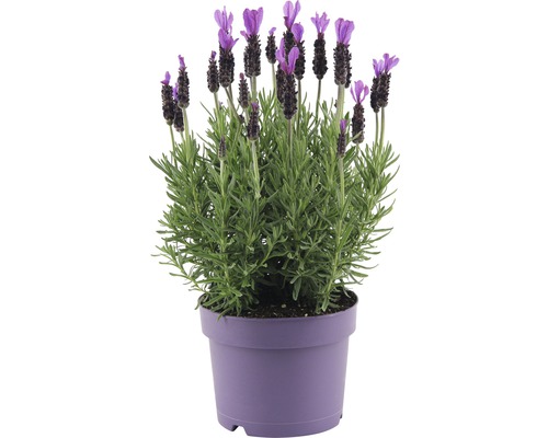 FLORASELF Franse lavendel Lavandula stoechas 'Anouk' potmaat Ø 20.0 cm H 20-40 cm-0
