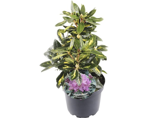 FLORASELF® Rhododendron 'Goldflimmer' Ø21 cm lila