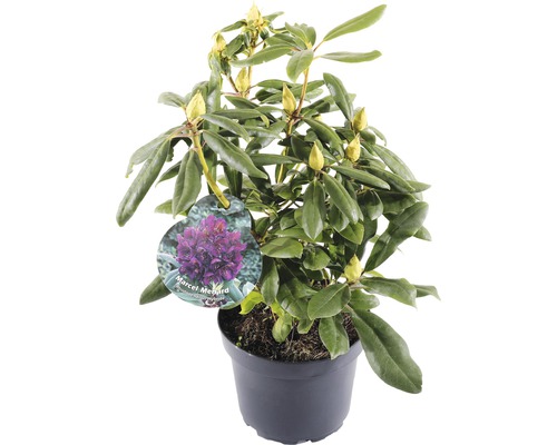 FLORASELF® Rhododendron 'Marcel Menard' Ø21 cm paars