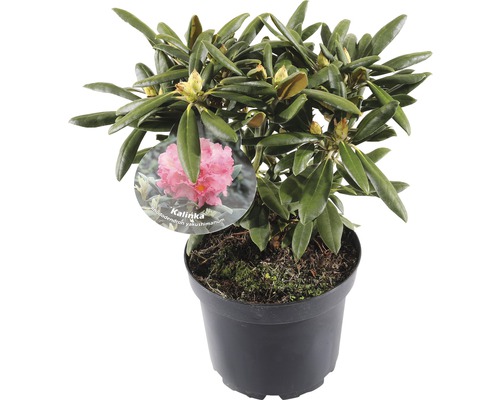FLORASELF® Rhododendron Yakushimanum 'Kalinka' Ø21 cm lila/roze