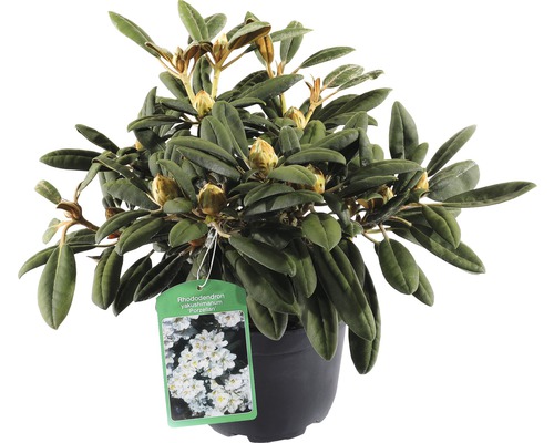FLORASELF® Rhododendron Yakushimanum 'Porzellan' Ø21 cm wit
