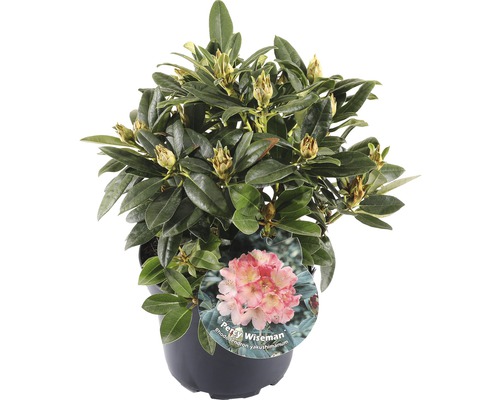 FLORASELF® Rhododendron Yakushimanum 'Percy Wiseman' Ø21 cm zalmroze/wit