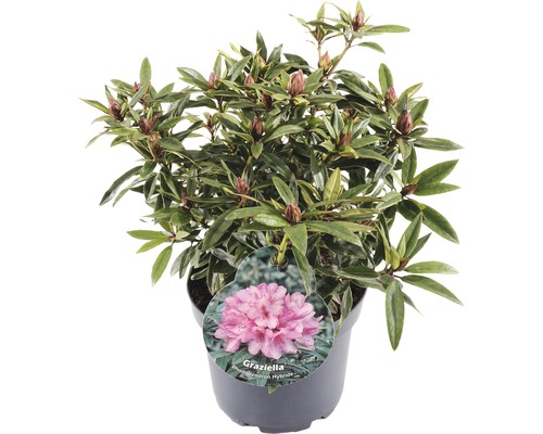 FLORASELF® Rhododendron Ponticum 'Graziella' Ø21 cm lila/roze