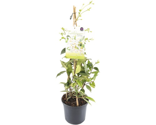 FLORASELF® Toscaanse Jasmijn Trachelospermum Jasminoides potmaat Ø 17 cm