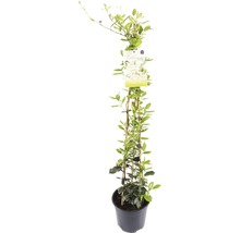 FLORASELF® Toscaanse Jasmijn Trachelospermum Jasminoides potmaat Ø 19 cm-thumb-0