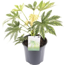 FLORASELF® Vingerplant Fatsia Japonica 'Spiderweb' potmaat Ø 21 cm-thumb-0