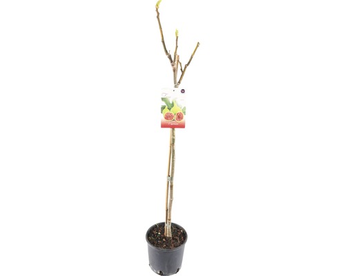 FLORASELF® Vijgenboom Ficus Carica potmaat Ø 19 cm