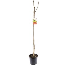 FLORASELF® Vijgenboom Ficus Carica potmaat Ø 24 cm-thumb-0