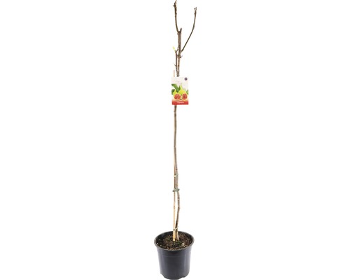 FLORASELF® Vijgenboom Ficus Carica potmaat Ø 24 cm