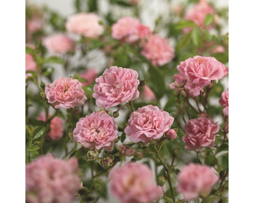 FLORASELF® Struikroos Rosa ‘The Fairy’® roze