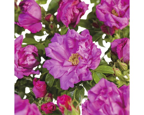 FLORASELF® Struikroos Rugosa ‘Zwerg’ roze/violet-0