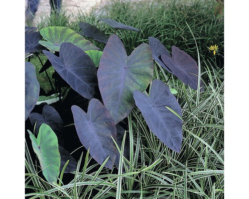 FLORASELF Taro Colocasia rubra 'Black Magic' potmaat Ø 18.0 cm H 10-60 cm