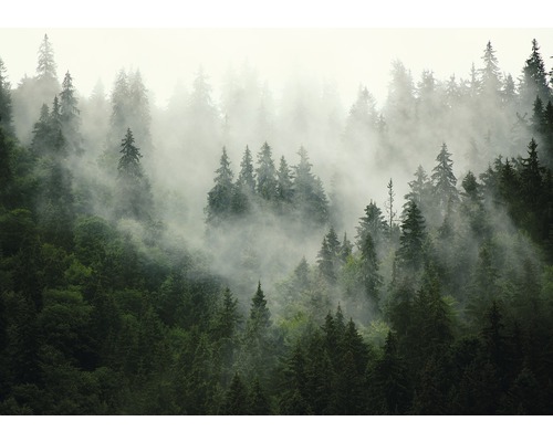 Fotobehang papier Bossen in de mist 254x184 cm-0