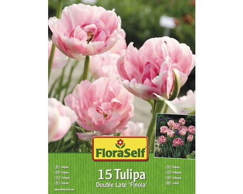 FLORASELF Bloembollen Tulpen finola lichtroze 15 st.-0