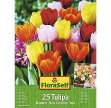 FLORASELF Bloembollen Tulpen new creation gemengd 25 st.-thumb-0