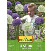 FLORASELF Bloembollen Allium "sky high" gemengd 4 st.-thumb-0