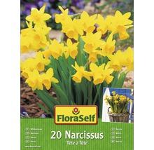 FLORASELF Bloembollen Narcissen botanisch tete a tete geel 20 st.-thumb-0