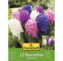 FLORASELF Bloembollen Hyacinten gemengd 12 st.-thumb-0
