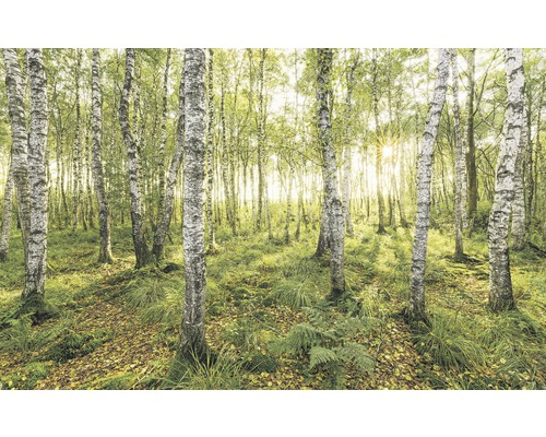 KOMAR Fotobehang vlies SH043-VD4 Birch Trees 400x250 cm-0