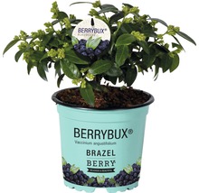 BRAZELBERRY Bosbes Vaccinium BrazelBerry ® 'Berry Bux' ® potmaat Ø 10 cm H 10-12 cm-thumb-2