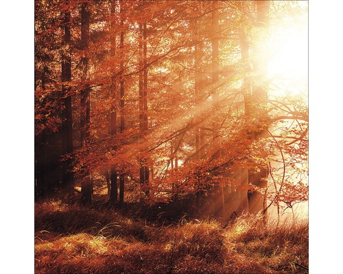 PURE LIVING Schilderij glas Autumn Forest I 50x50 cm-0