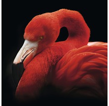 PURE LIVING Schilderij glas Sleeping Flamingo 30x30 cm-thumb-0