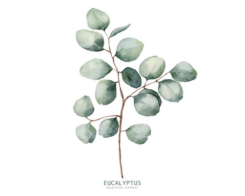 PURE LIVING Schilderij glas Eucalyptus Branches ll 20x20 cm-0