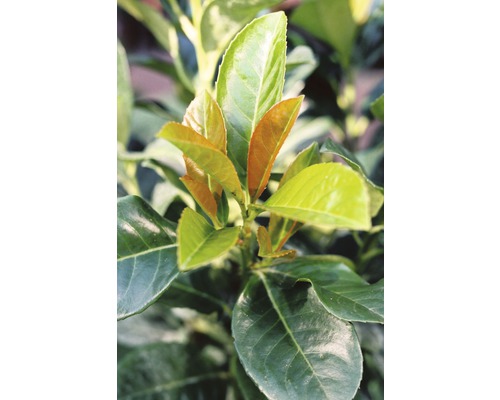 FLORASELF® Struik Prunus laurocerasus Etna potmaat Ø 28 cm