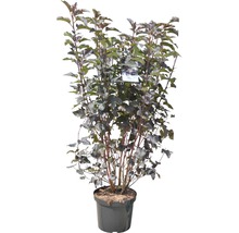 FLORASELF Sneeuwbalspirea Physocarpus opulifolius "Diabolo" ® potmaat Ø 28,0 cm H 80-100 cm-thumb-1