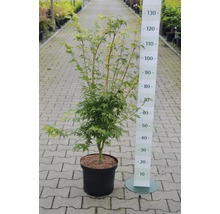 FLORASELF Japanse Esdoorn Acer palmatum "Sangokaku" potmaat Ø 28,0 cm H 80-100 cm-thumb-1