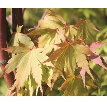 FLORASELF Japanse Esdoorn Acer palmatum "Sangokaku" potmaat Ø 28,0 cm H 80-100 cm-thumb-0