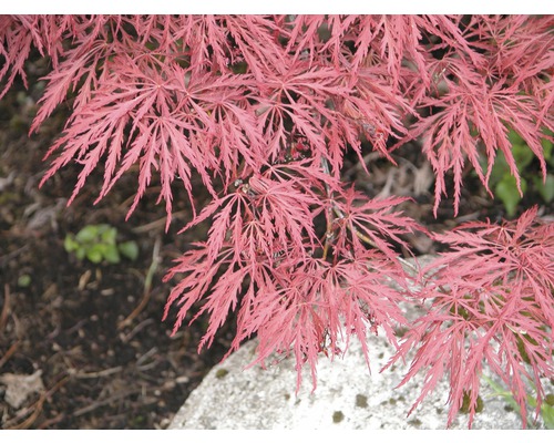 FLORASELF Japanse esdoorn Acer palmatum 'Dissectum Garnet' potmaat Ø 28 cm H 80-100 cm-0
