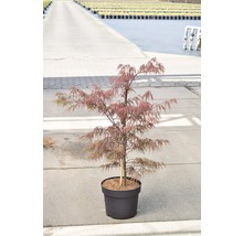 FLORASELF Japanse esdoorn Acer palmatum 'Dissectum Garnet' potmaat Ø 28 cm H 80-100 cm-thumb-1
